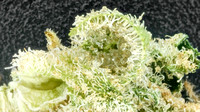 Blue Dream Insa-5