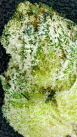 Lemon Tree-6