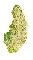 Pave - Goldflower - 8